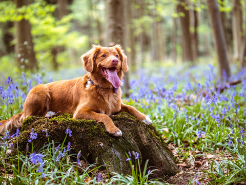 A dog lying in moss-covered woods