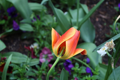 An orange tulip blooms amid other flowers.
