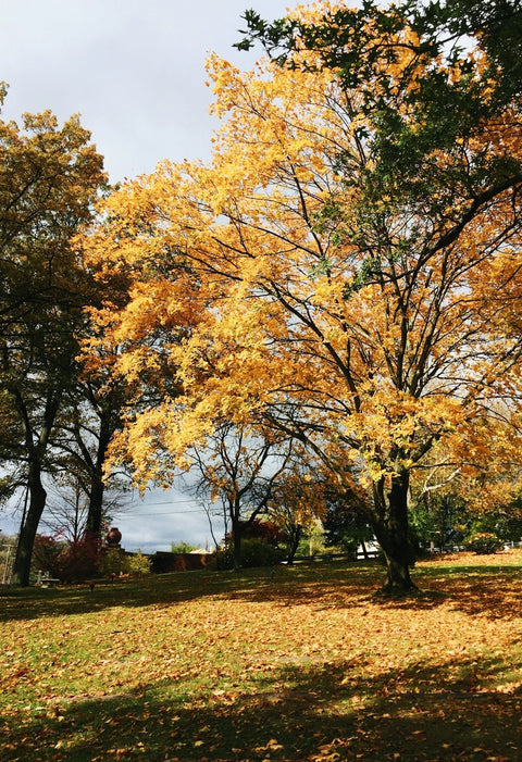 Why Yinzers Are Essential to Pittsburgh's Cultural Identity - YinzerShop