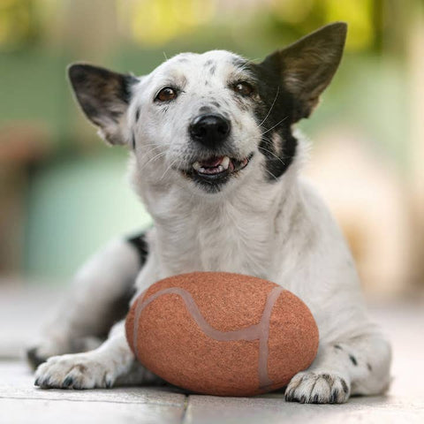 Pittsburgh Steelers Tough Chewer Dog Football Toy - Officially Licensed Pet Toy Little Earth Productions   