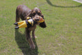 Pittsburgh Steelers Rubber Chicken Pet Toy Pittsburgh Steelers Little Earth Productions   