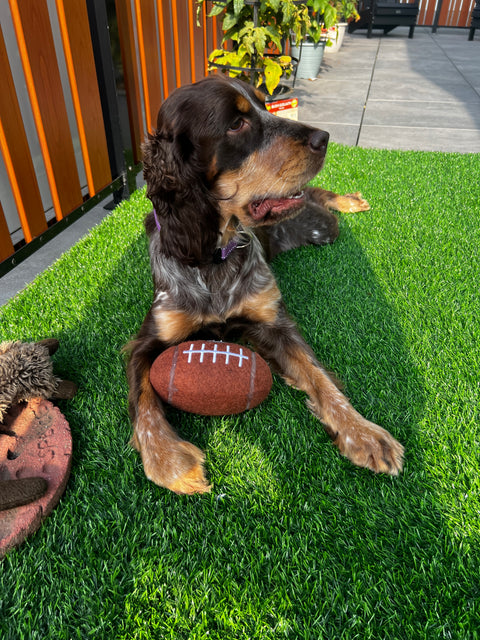 Pittsburgh Steelers Tough Chewer Dog Football Toy - Officially Licensed Pet Toy Little Earth Productions   