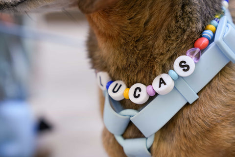 This Swift Beat: Following the Record-Shattering Eras Tour Around the World With Taylor Swift’s Most Devoted Fans