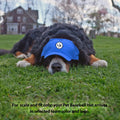 University of Pittsburgh Pet Baseball Hat University of Pittsburgh Little Earth Productions   