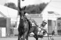 Crawford County in Western PA: Sports History Highlights by Meadville Tribune Book - YinzerShop