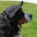 Pittsburgh Penguins Pet Hat – Adjustable Baseball Cap with Embroidered Team Logo Pet Hat - YinzerShop