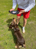 Pittsburgh Steelers Dog Toy – Durable Flying Disc Frisbee with Team Logo Pet Toy - YinzerShop