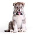 Pittsburgh Steelers Pet Collar – Licensed Team Dog Cat Collar, Durable Polyester Pet Collar - YinzerShop