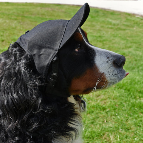 Pittsburgh Steelers Pet Hat – Adjustable Dog Sports Hat With Embroidered Logo Cap Pet Baseball Hat - YinzerShop