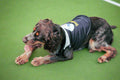 Pittsburgh Steelers Pet Vest – Quilted Pet Parka With Soft Fleece Lining & Reflective Stripe Pet Parka Vest - YinzerShop