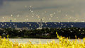 Reflections of: Presque Isle, Erie PA : A Visual Journey Book - YinzerShop