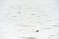 Reflections of: Presque Isle, Erie PA : A Visual Journey Book - YinzerShop