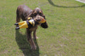 Rubber Chicken Dog Toy - Pittsburgh Steelers Durable Chew Toy with Removable Jersey Pet Toy - YinzerShop